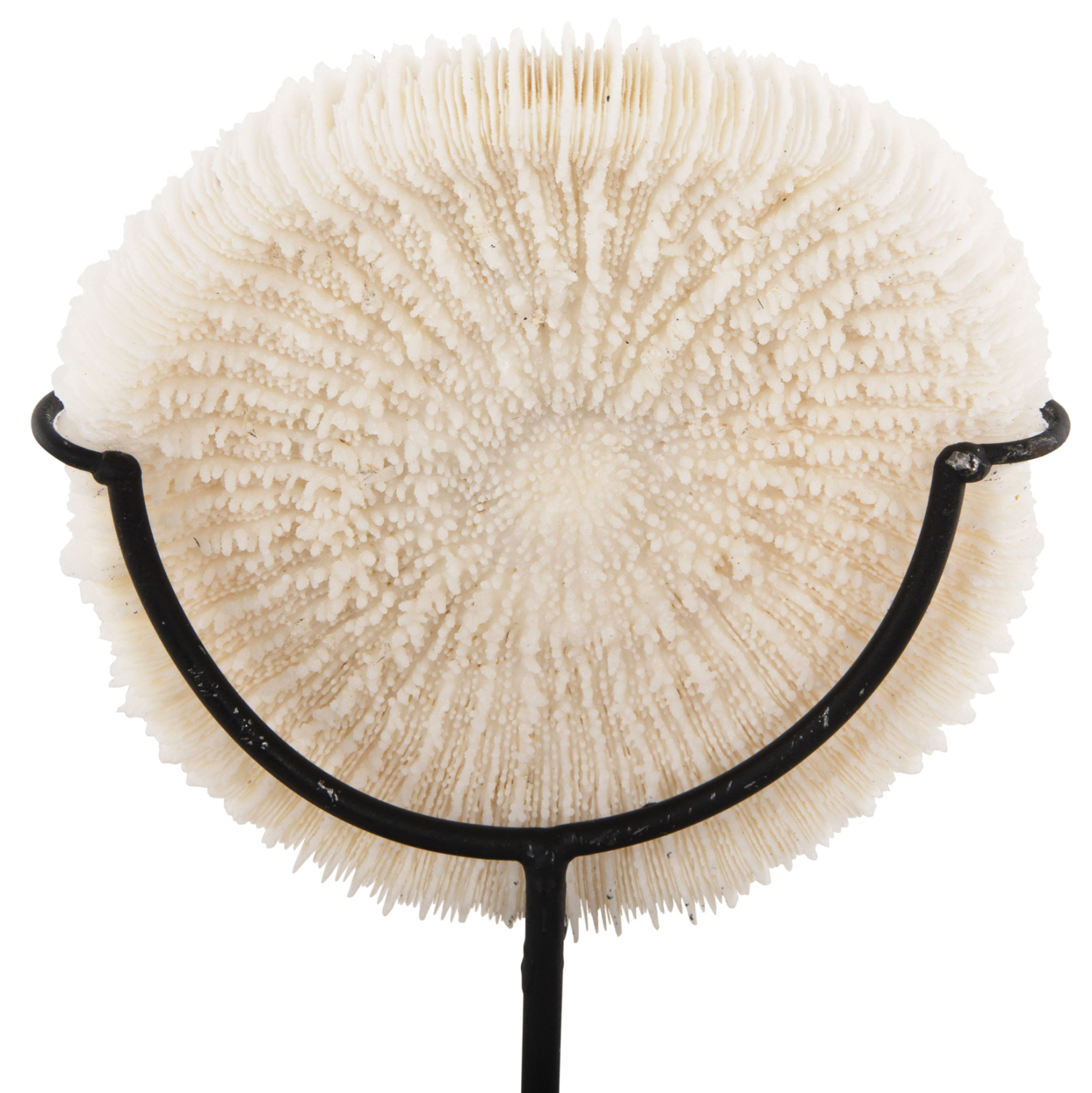 ΕΠΙΤΡΑΠΕΖΙΟ ΔΙΑΚΟΣΜΗΤΙΚΟ HM4273 ΚΟΡΑΛΙ ΣΕ ΦΥΣΙΚΟ-ΜΑΥΡΗ ΜΕΤΑΛΛΙΚΗ ΒΑΣΗ 8x8x16Υ εκ.